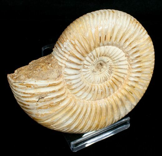 Perisphinctes Ammonite - Jurassic #5228